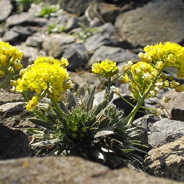 Draba cuspidata unspecified picture