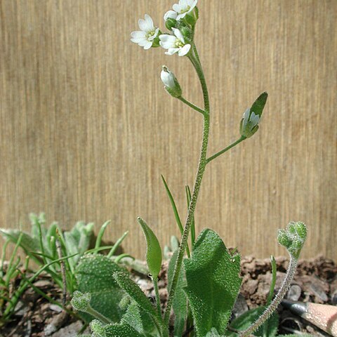 Draba cuneifolia unspecified picture