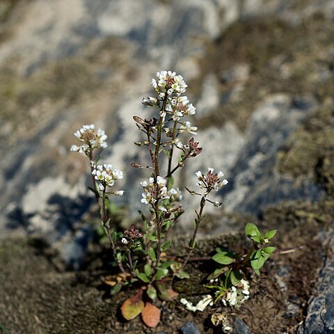 Draba brachycarpa unspecified picture