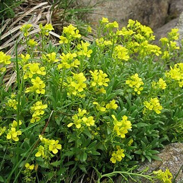 Draba japonica unspecified picture