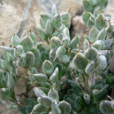 Draba jaegeri unspecified picture