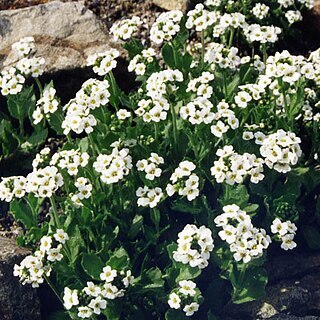 Draba fladnizensis unspecified picture