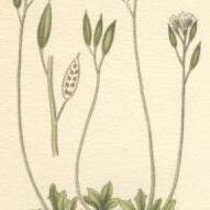 Draba norvegica unspecified picture