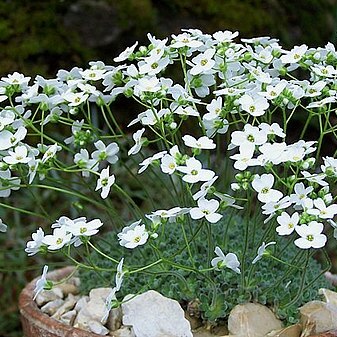 Draba ossetica unspecified picture