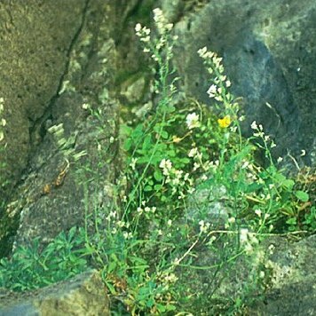 Draba smithii unspecified picture