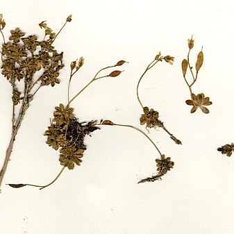 Draba carnosula unspecified picture