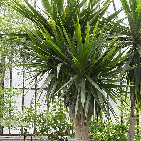 Dracaena arborea unspecified picture