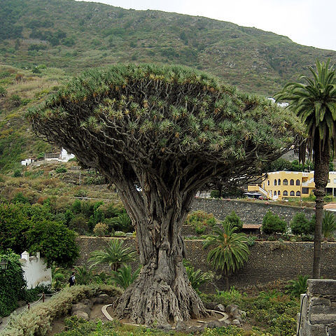 Dracaena unspecified picture