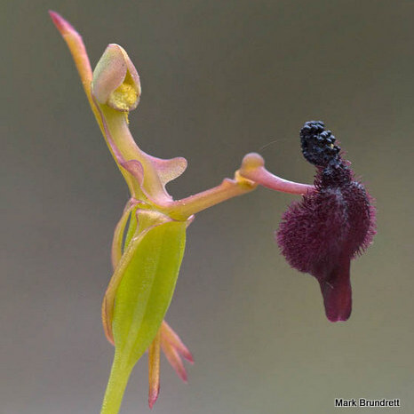 Drakaea glyptodon unspecified picture