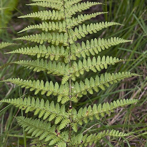 Dryopteris hawaiiensis unspecified picture