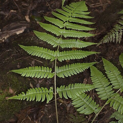 Dryopteris mauiensis unspecified picture