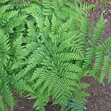 Dryopteris remota unspecified picture