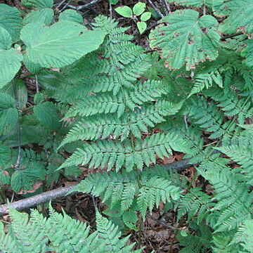 Dryopteris campyloptera unspecified picture