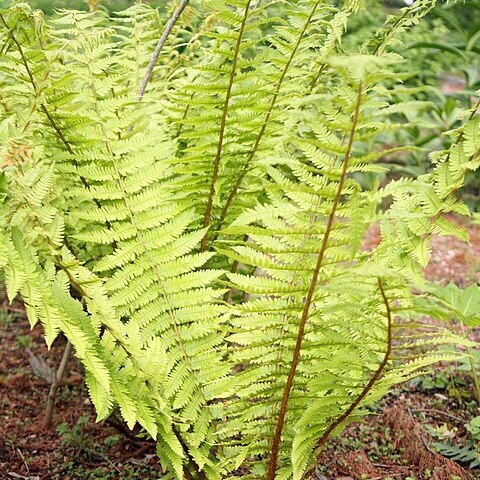 Dryopteris crassirhizoma unspecified picture