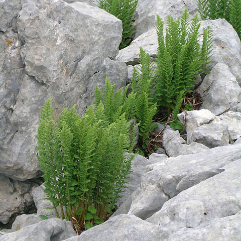 Dryopteris mindshelkensis unspecified picture