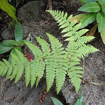 Dryopteris guanchica unspecified picture