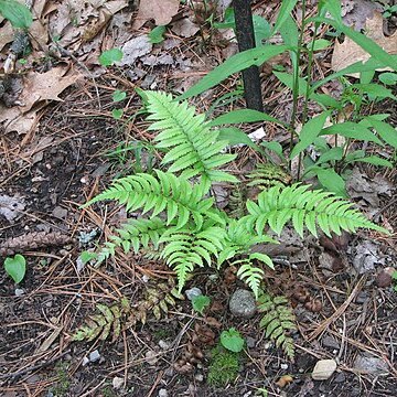 Dryopteris namegatae unspecified picture