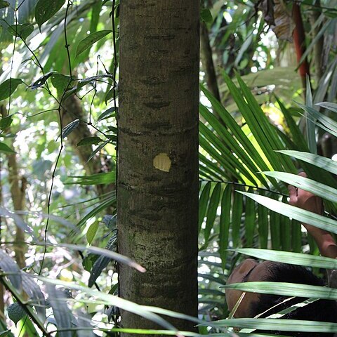 Drypetes longifolia unspecified picture