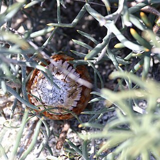 Banksia pteridifolia unspecified picture