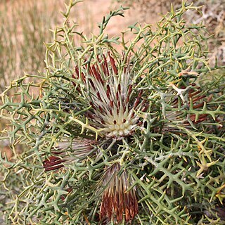 Banksia erythrocephala unspecified picture