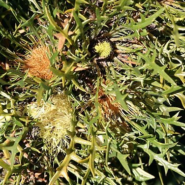 Banksia cirsioides unspecified picture