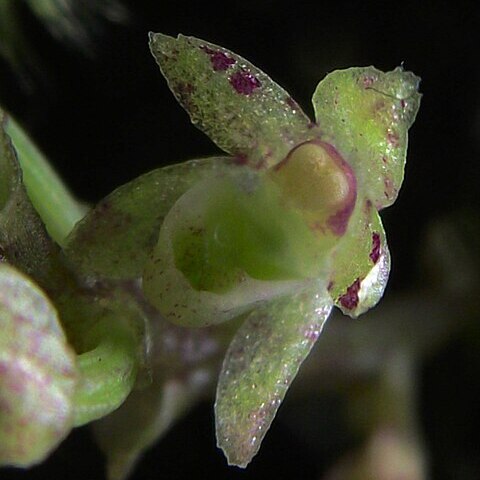 Drymoanthus adversus unspecified picture