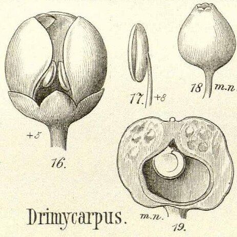 Drimycarpus unspecified picture