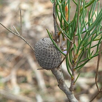 Isopogon divergens unspecified picture