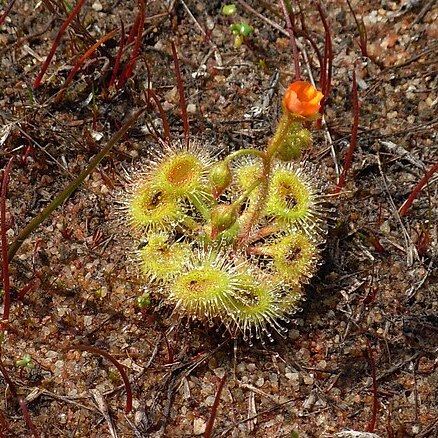 Drosera glanduligera unspecified picture