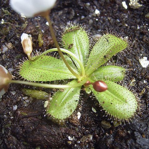 Drosera tubaestylis unspecified picture