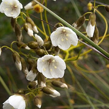 Drosera pallida unspecified picture