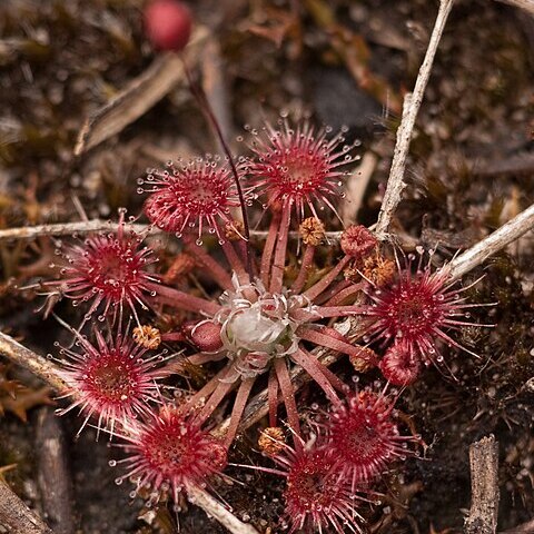 Drosera pygmaea unspecified picture