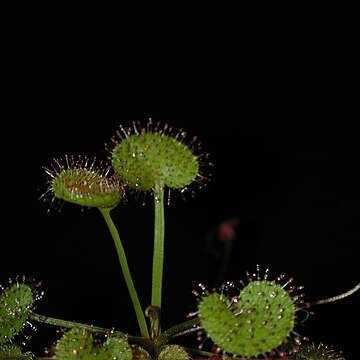 Drosera prolifera unspecified picture