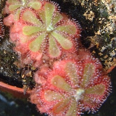 Drosera aliciae unspecified picture