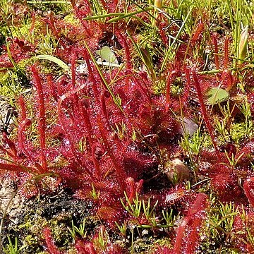 Drosera alba unspecified picture