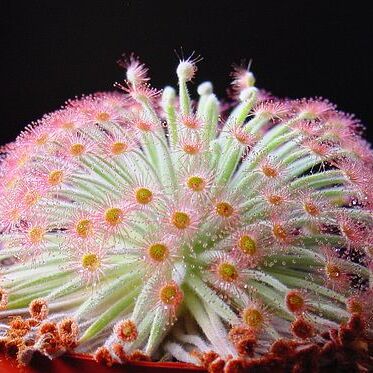 Drosera derbyensis unspecified picture