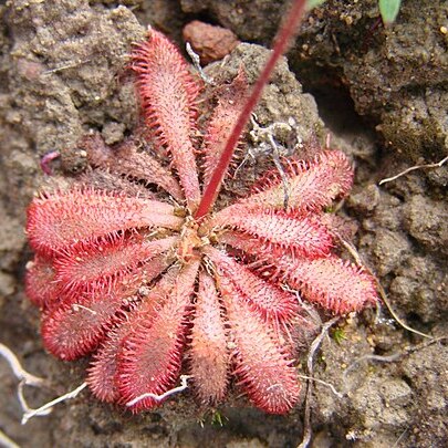 Drosera montana unspecified picture