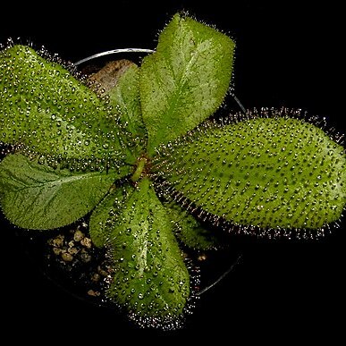 Drosera schizandra unspecified picture