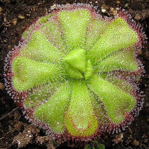 Drosera cuneifolia unspecified picture