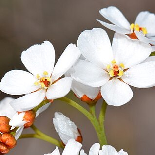 Drosera gigantea unspecified picture