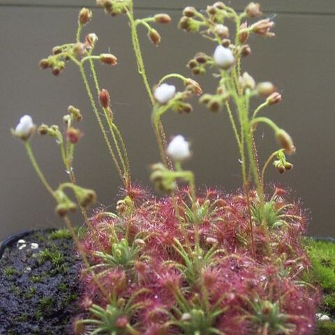 Drosera nitidula unspecified picture