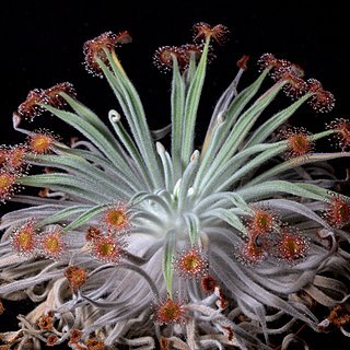 Drosera ordensis unspecified picture