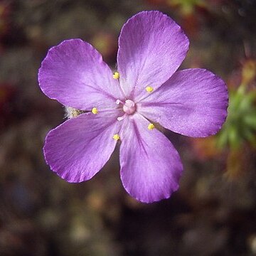 Drosera lasiantha unspecified picture