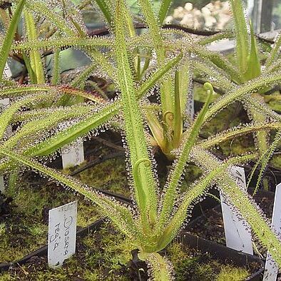 Drosera regia unspecified picture