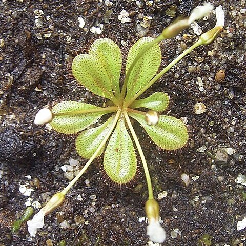 Drosera bulbosa unspecified picture