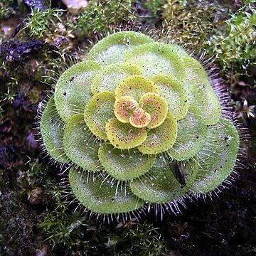 Drosera zonaria unspecified picture