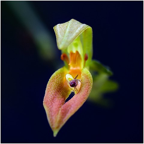 Specklinia dunstervillei unspecified picture