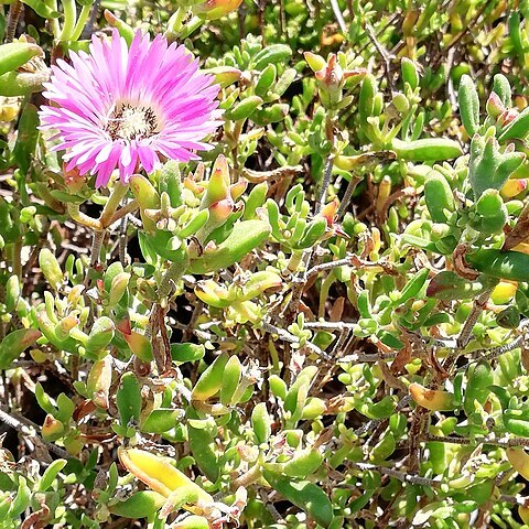 Drosanthemum lavisii unspecified picture