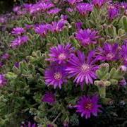 Drosanthemum candens unspecified picture