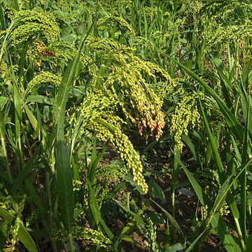 Sorghum x drummondii unspecified picture